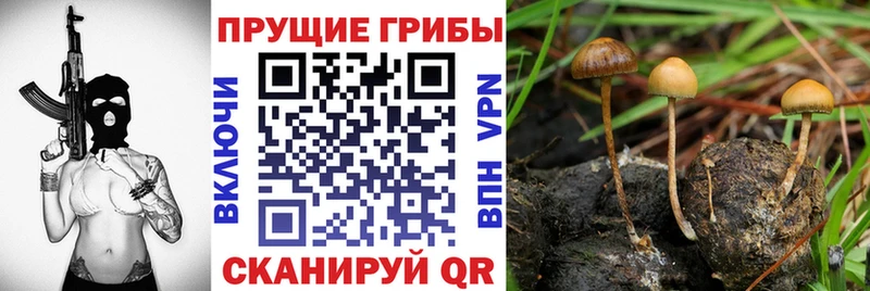 Купить где  Верхняя Пышма  Псилоцибиновые грибы прущие грибы 